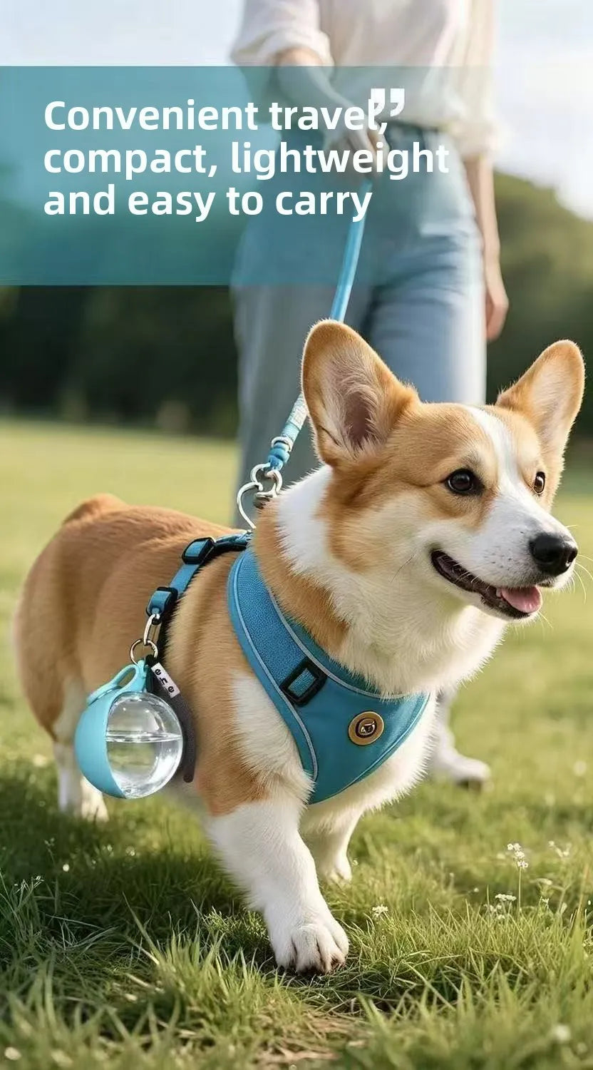 Welcome to Pawvera: Everyday Adventures with Your Pet